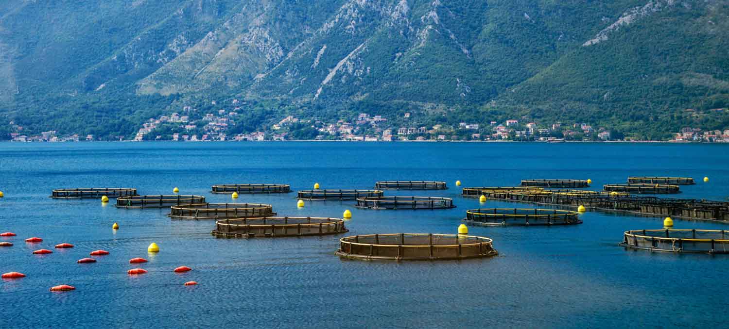 Featured image for GSSI Approves ‘Continued Recognition’ of BAP Finfish & Crustacean Farm Standards, Salmon Farm Standards