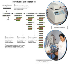 What is PCR?