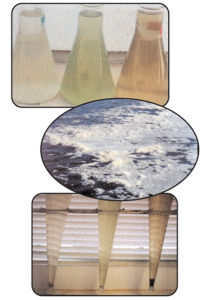 Changing paradigms in shrimp farming