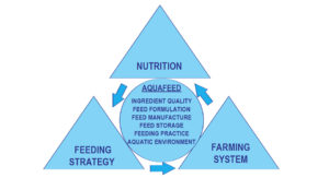 Shrimp feeds and feeding practices for the next millennium