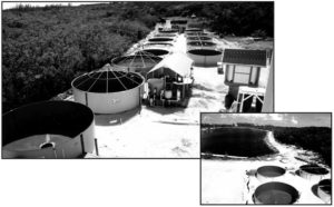 Views of marine fish production tanks
