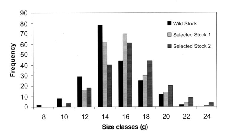 Article image for Genetic improvement of farmed prawns in Australia