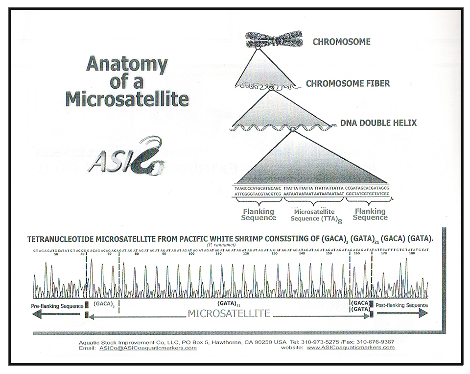 Article image for Microsatellites: Genetic markers of choice