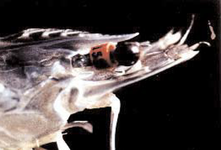 Article image for Genetic improvement of the Pacific white shrimp at The Oceanic Institute