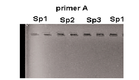 Article image for Molecular biology tools applied to selection programs