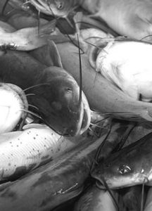 Genetic improvement of channel catfish