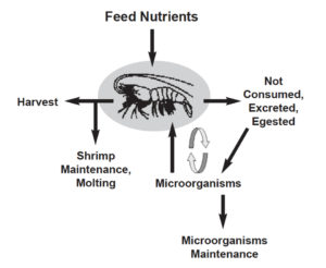 Microorganisms and feed management in aquaculture