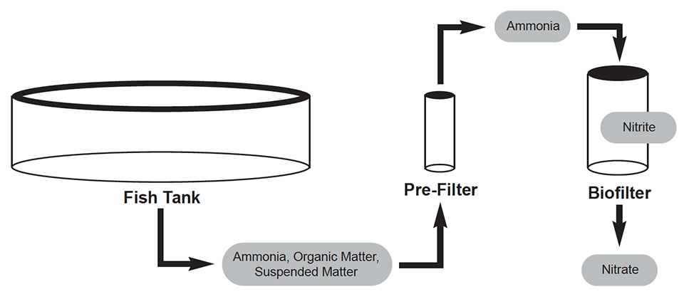 Article image for Improving biofiltration in recirculating aquaculture systems