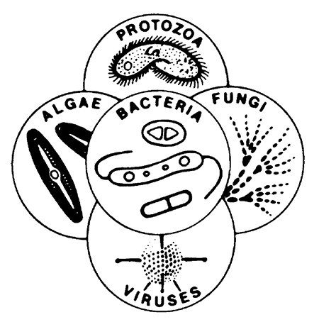 Article image for Aquaculture and the microbial world