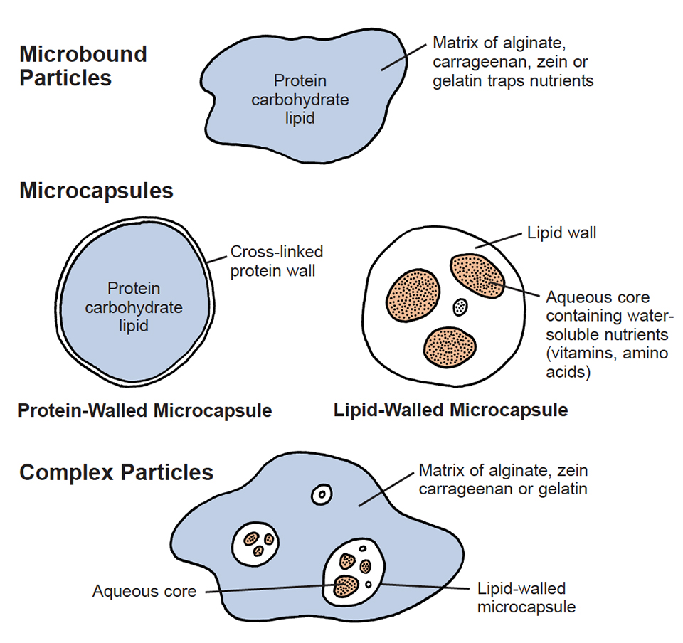Artificial microparticles for delivery of nutrients to marine
