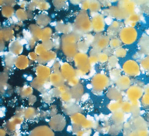 Artificial microparticles for delivery of nutrients to marine suspension-feeders