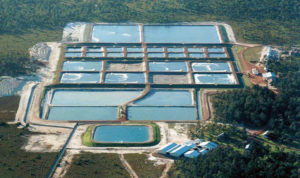 Changing paradigms in shrimp farming