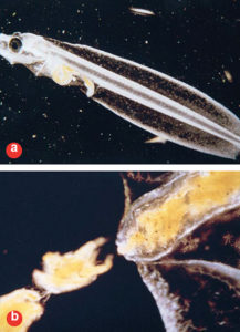 The challenges of feeding microparticulate diets to larval fish