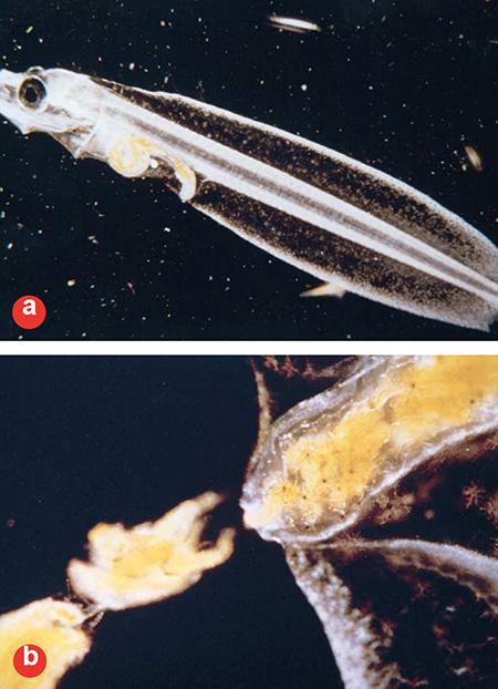 Article image for The challenges of feeding microparticulate diets to larval fish