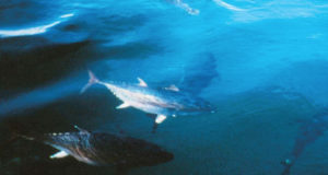 Juvenile Southern bluefin tuna