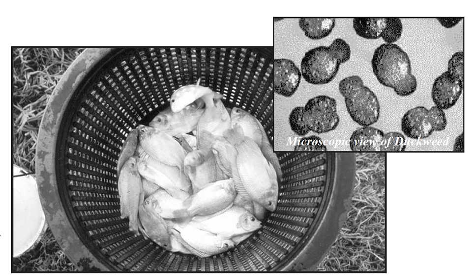 Sustainable tilapia culture The potential of duckweed Responsible