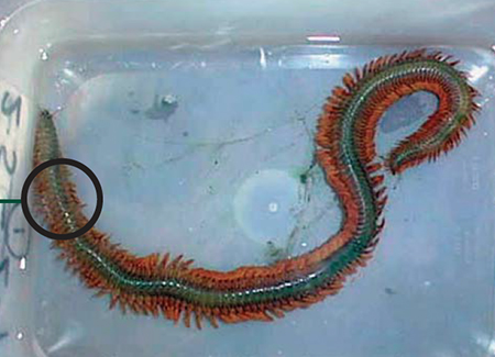 Article image for Producing ragworms for shrimp broodstock maturation