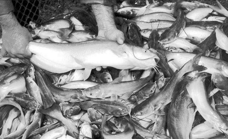 Article image for Catfish nutrition: A look at feeds and feeding practices