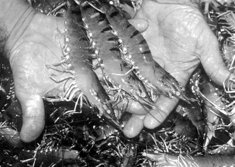 Article image for Case studies of world shrimp farming