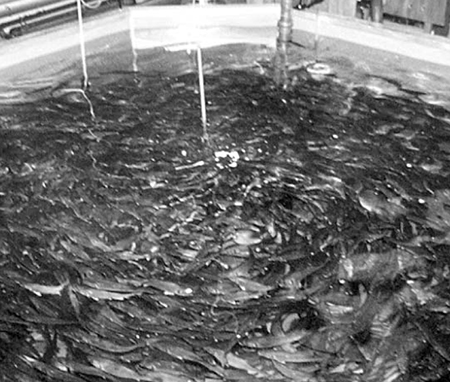 Article image for Sea and brackish water recirculation systems for round and flat fish production, part 1