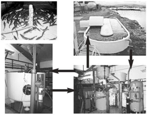 Sea and brackish water recirculation systems for round and flat fish production, part 2