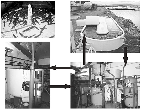 Article image for Sea and brackish water recirculation systems for round and flat fish production, part 2