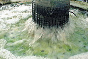Recirculating aquaculture systems in freshwater salmon hatcheries