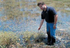 Treatment of shrimp pond effluent using constructed wetlands