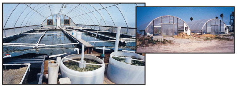 Article image for Culture of Penaeus vannamei in single-phase and three-phase recirculating aquaculture systems