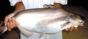 Vietnamese Catfish
