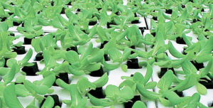 Hydroponics and aquaculture: New systems for efficient food production