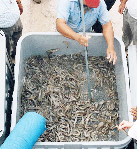 Article image for Mechanized shrimp harvesting