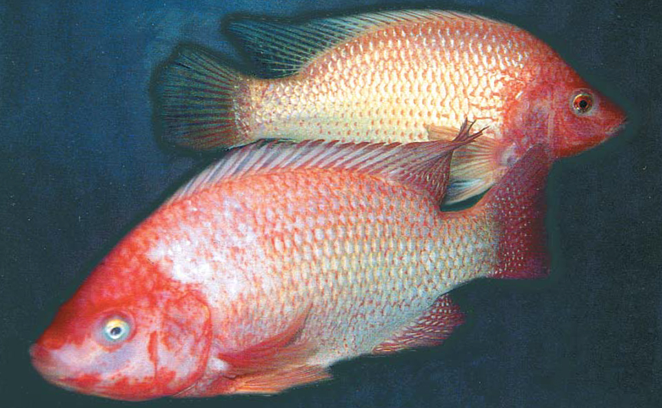 Article image for Advances in tilapia broodstock management