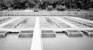 Carotenoid supplements