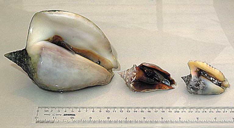 Article image for Culture of conch for stock enhancement and grow-out markets