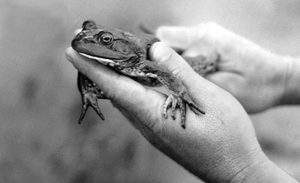 Bullfrog farming: Comparison of inundated and semi-dry ongrowing methods