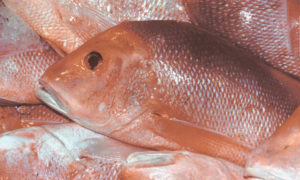 Culture of red snapper