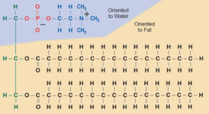 Phospholipids in shrimp feeds