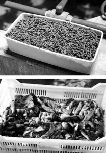 Broodstock nutrition: Effects of nutrient levels