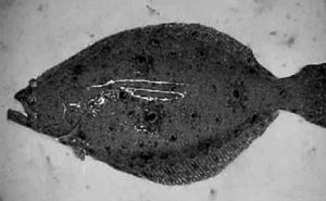 summer flounder brooder