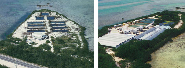 Article image for Shrimp hatcheries and the environment