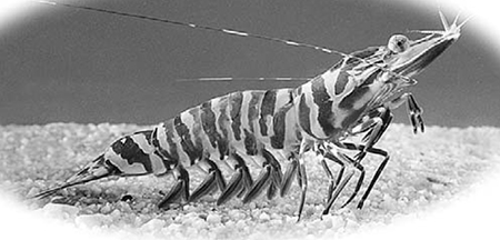 Article image for Australian farmers diversify with local shrimp species