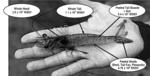 Viral load in shrimp heads and tails