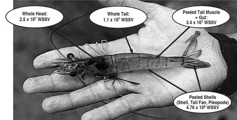 Article image for Viral load in shrimp heads and tails