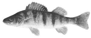 Prospects for yellow perch aquaculture