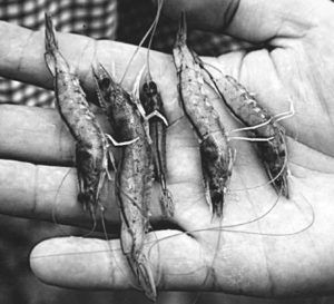 disease in shrimp