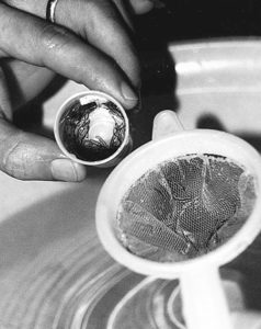 collecting poslarvae