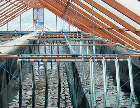 Raceway nursery production increases shrimp survival and yields in ...