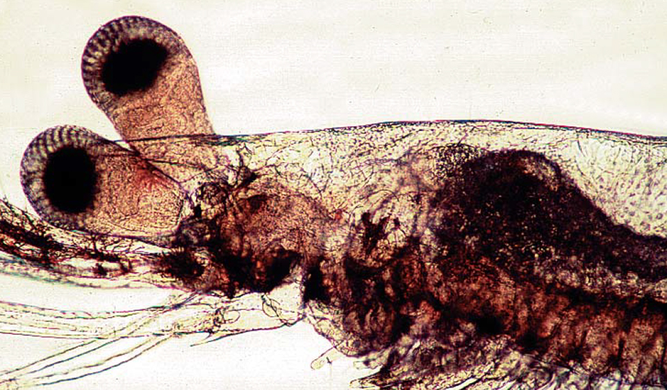 Postlarvae Fish Determining optimal dietary protein level for Litopenaeus vannamei ...
