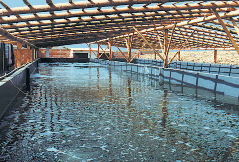 Article image for Mesocosm systems for semi-intensive larval rearing of marine fish